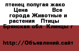 птенец попугая жако  › Цена ­ 60 000 - Все города Животные и растения » Птицы   . Брянская обл.,Клинцы г.